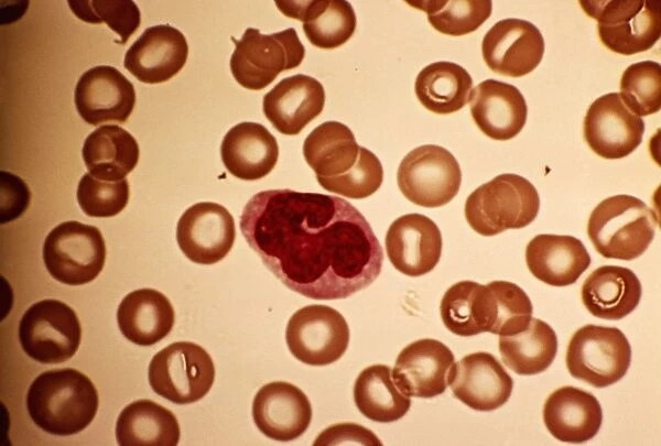 Monocyte blood cell, light micrograph