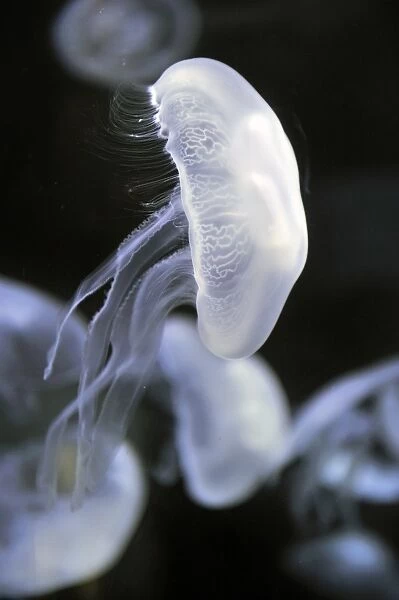Moon jellyfish C018  /  2549