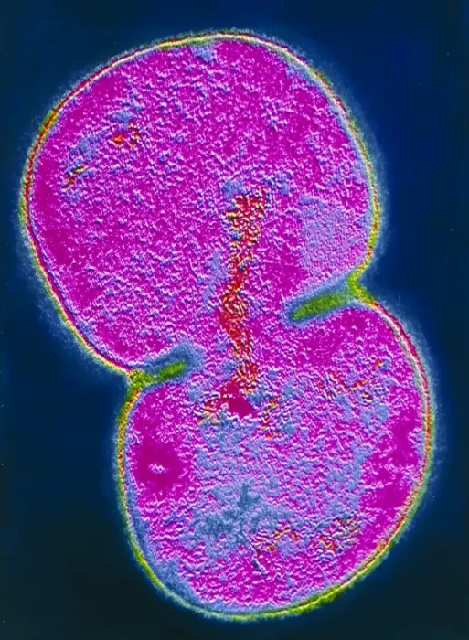 Framed Print : Moraxella catarrhalis bacterium dividing Print Framed Print : Moraxella catarrhalis bacterium dividing Print