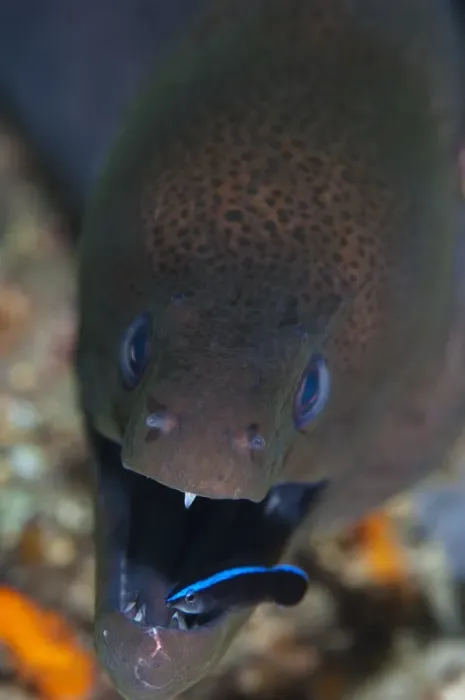 Framed Print : Moray Eel with Cleaner Wrasse Print Framed Print : Moray Eel with Cleaner Wrasse Print