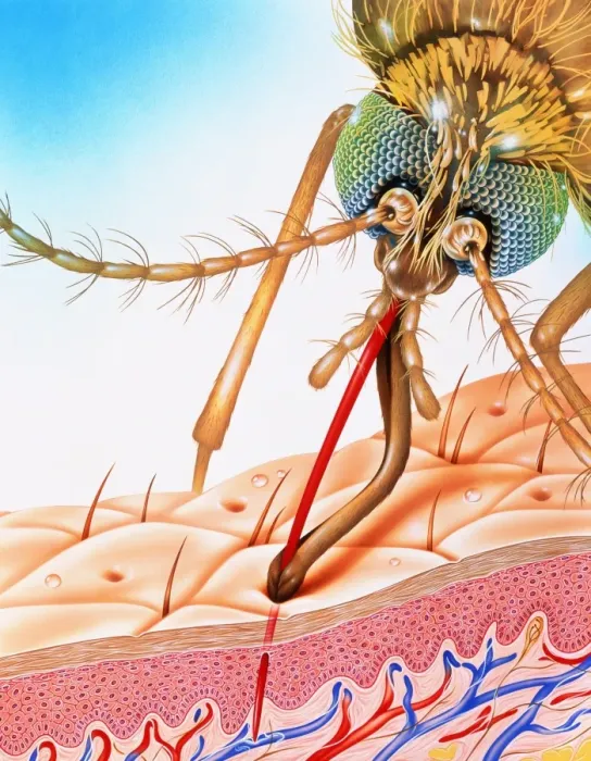 Framed Print : Mosquito feeding Print Framed Print : Mosquito feeding Print