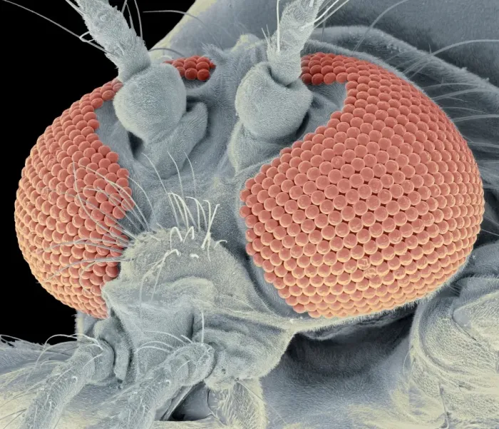 Framed Print : SEM Mosquito Head Print Framed Print : SEM Mosquito Head Print