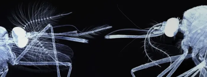 Framed Print : Mosquito Heads Print - Light Micrograph Framed Print : Mosquito Heads Print - Light Micrograph
