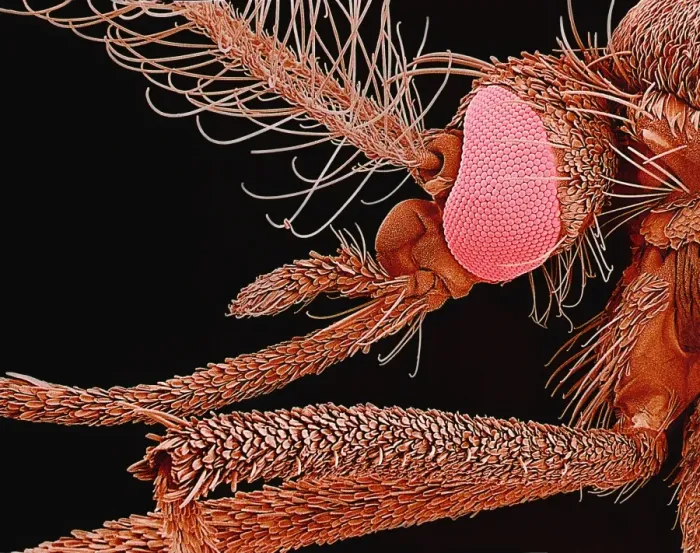 Framed Print : Print of Mosquito Head SEM Framed Print : Print of Mosquito Head SEM