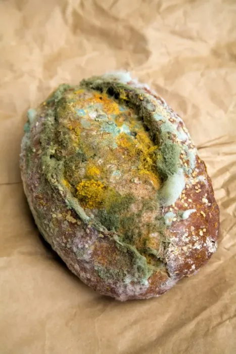 Framed Print : Mouldy Bread Roll Print Framed Print : Mouldy Bread Roll Print