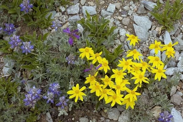 Mountain flowers, USA