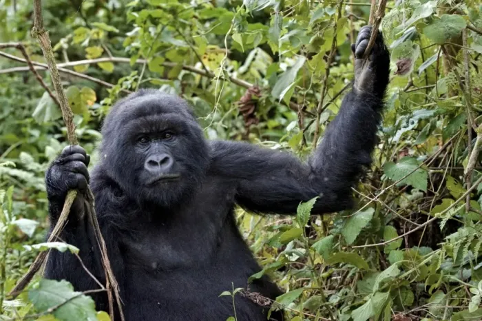 Framed Print : Mountain Gorilla Print