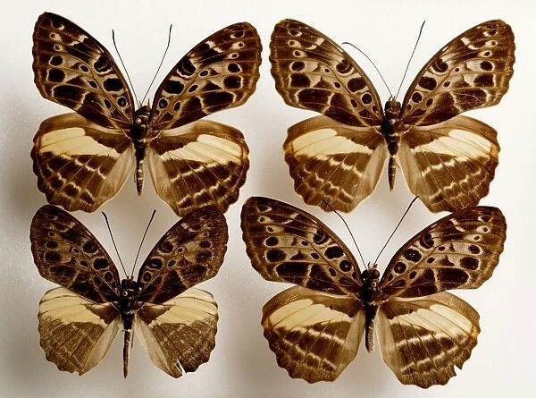 Mounted butterflies