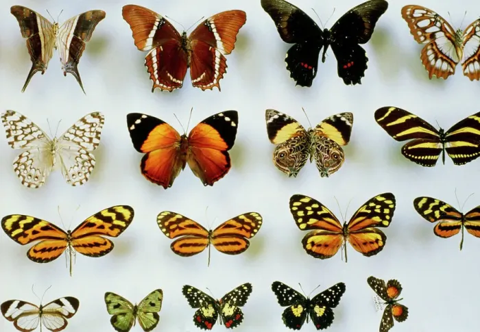 Framed Print : Mounted Butterfly Print Framed Print : Mounted Butterfly Print