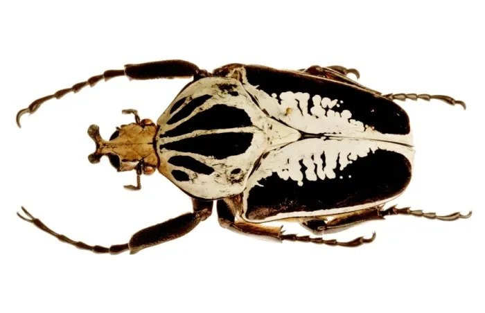 Framed Print : Mounted Goliath Beetle Print Framed Print : Mounted Goliath Beetle Print