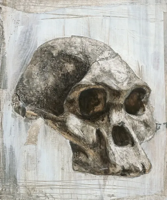 Framed Print : Print of the Australopithecus africanus skull, Mrs Ples Framed Print : Print of the Australopithecus africanus skull, Mrs Ples