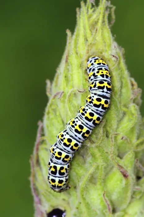 Framed Print : Mullein Moth Caterpillar Print Framed Print : Mullein Moth Caterpillar Print