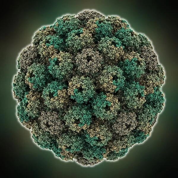 Murine polyomavirus capsid