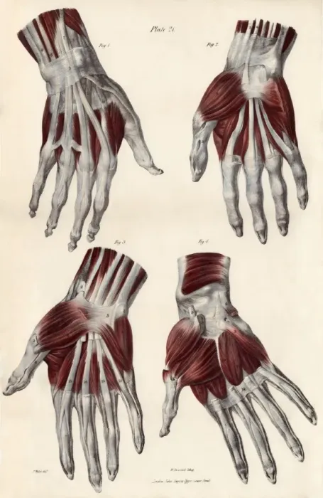 Framed Print : Hand Muscles Print Framed Print : Hand Muscles Print