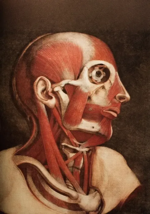Framed Print : Muscles of the Head and Neck Print Framed Print : Muscles of the Head and Neck Print