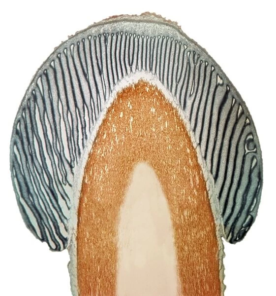 Mushroom, light micrograph