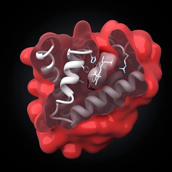 Myoglobin molecule