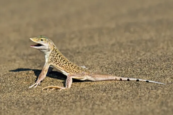 Framed Print : Namib Sand-Diving Lizard Print Framed Print : Namib Sand-Diving Lizard Print