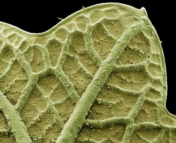 Nasturtium leaf, SEM