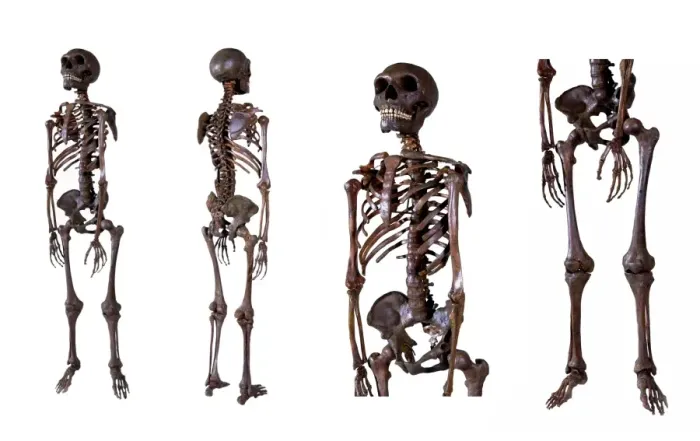 Framed Print : Life-size Neanderthal skeleton print Framed Print : Life-size Neanderthal skeleton print