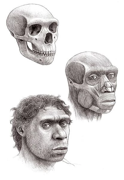 Neanderthal skull, muscles and head