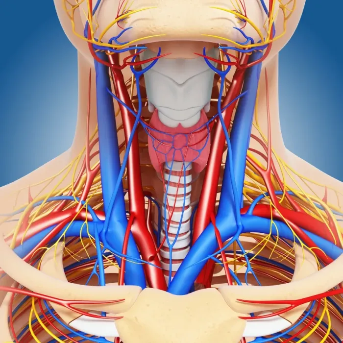Framed Print : Neck Anatomy Print Framed Print : Neck Anatomy Print
