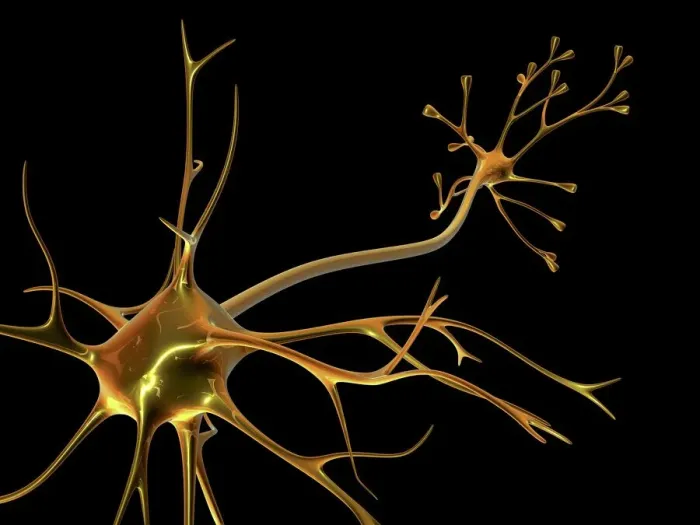 Framed Print : Nerve Cell Print Framed Print : Nerve Cell Print