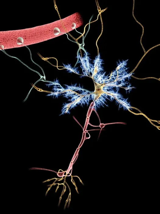 Framed Print : Neuron Print: Computer artwork of a firing nerve cell Framed Print : Neuron Print: Computer artwork of a firing nerve cell