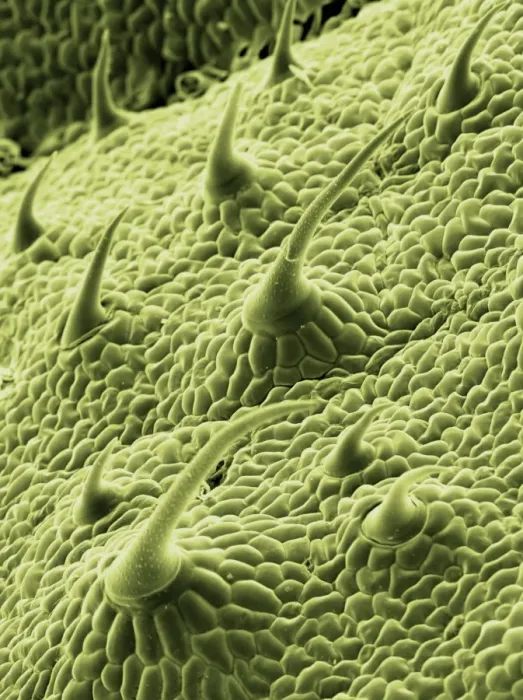 Framed Print : Nettle leaf trichomes, SEM Print Framed Print : Nettle leaf trichomes, SEM Print