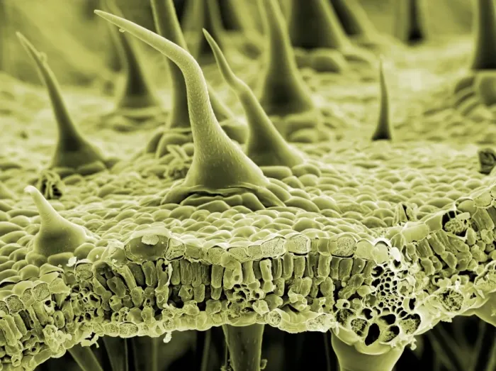 Framed Print : Nettle Leaf Trichomes Print Framed Print : Nettle Leaf Trichomes Print