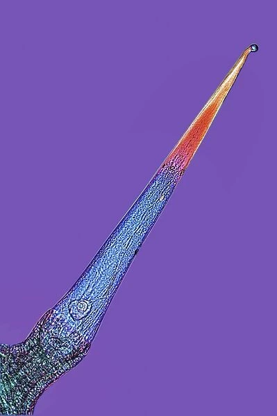 Nettle stinging hair, light micrograph