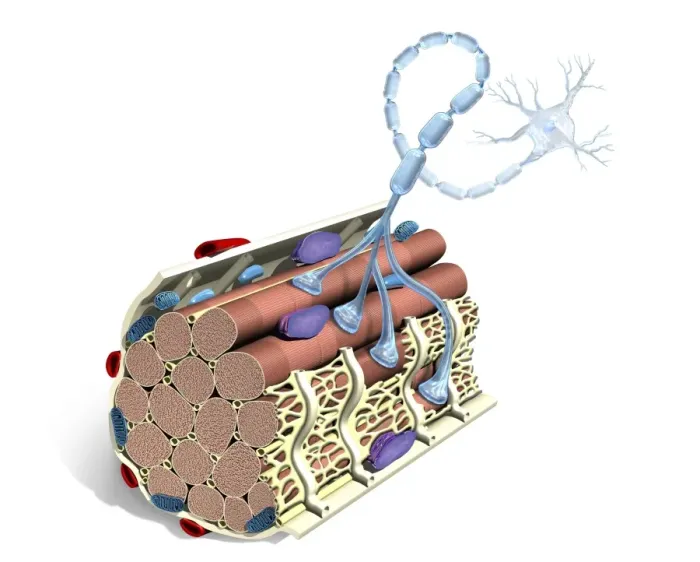 Framed Print : Neuromuscular Junction Print Framed Print : Neuromuscular Junction Print