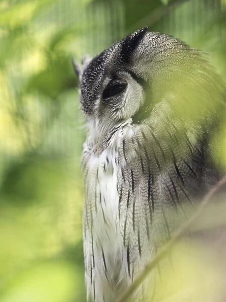 Northern white-faced scops owl