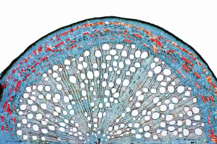 Framed Print : Oak root print, a light micrograph of a secondary root section Framed Print : Oak root print, a light micrograph of a secondary root section