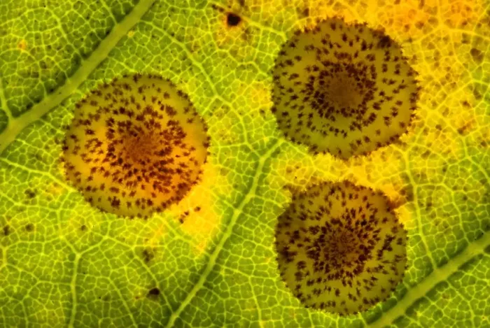 Framed Print : Oak spangle gall print Framed Print : Oak spangle gall print