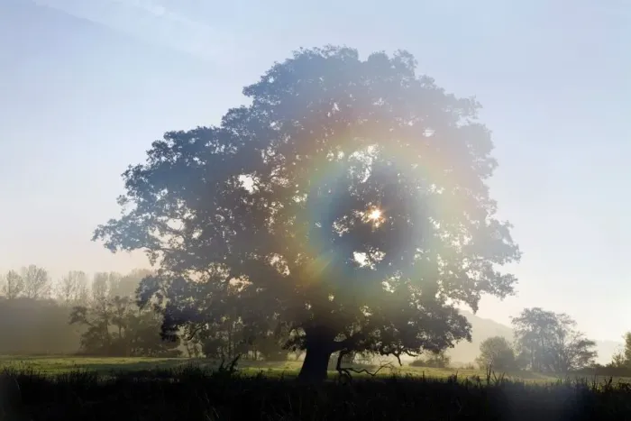 Framed Print : Oak tree in mist Print Framed Print : Oak tree in mist Print