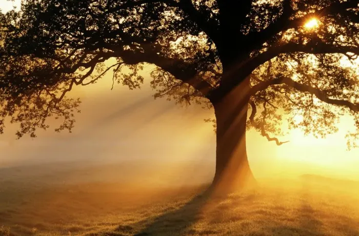 Framed Print : Oak Tree Silhouette Print at Sunrise Framed Print : Oak Tree Silhouette Print at Sunrise