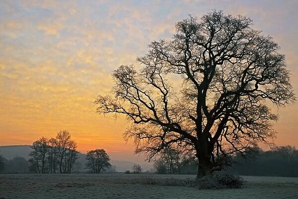 Oak tree at sunrise