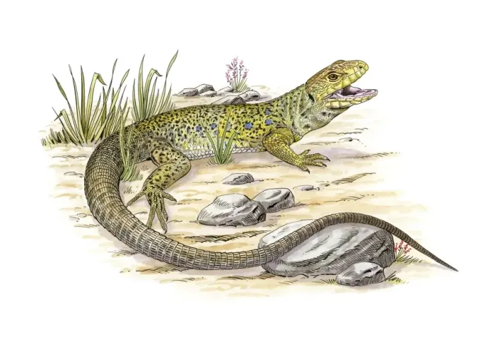 Framed Print : Ocellated lizard Print Framed Print : Ocellated lizard Print