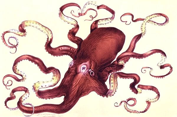 Octopus, 19th Century illustration