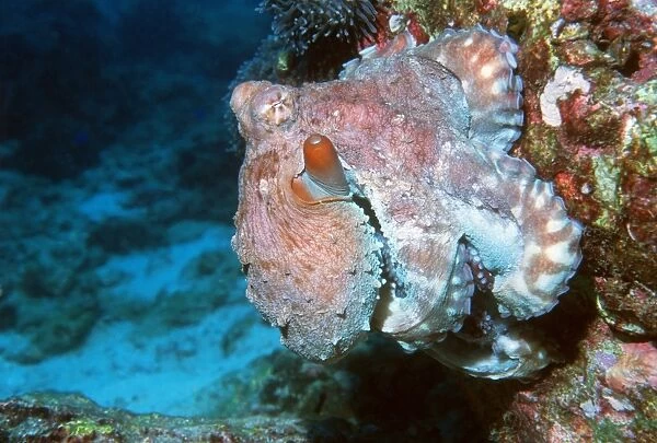 Octopus. Reef octopus (Octopus cyanea) on a coral reef wall