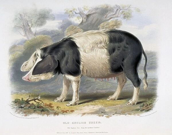 Old English Pig, 19th century C013  /  6234