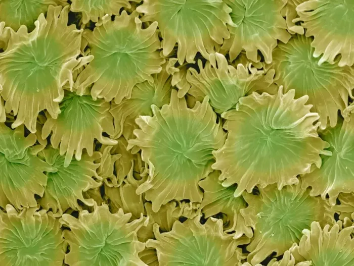 Framed Print : Olive Leaf Trichomes Print, SEM Image Framed Print : Olive Leaf Trichomes Print, SEM Image