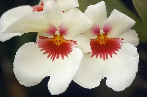 Orchid (Miltonia sp. )