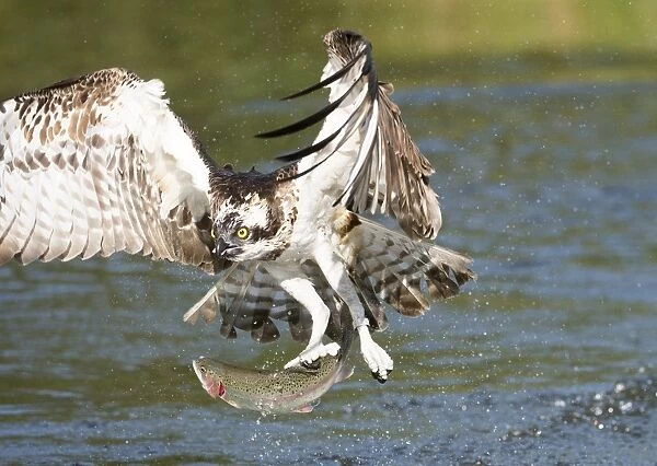 Osprey catching a fish C015  /  6898
