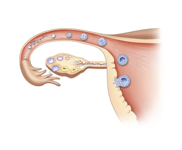 Framed Print : Ovulation and Fertilisation Print