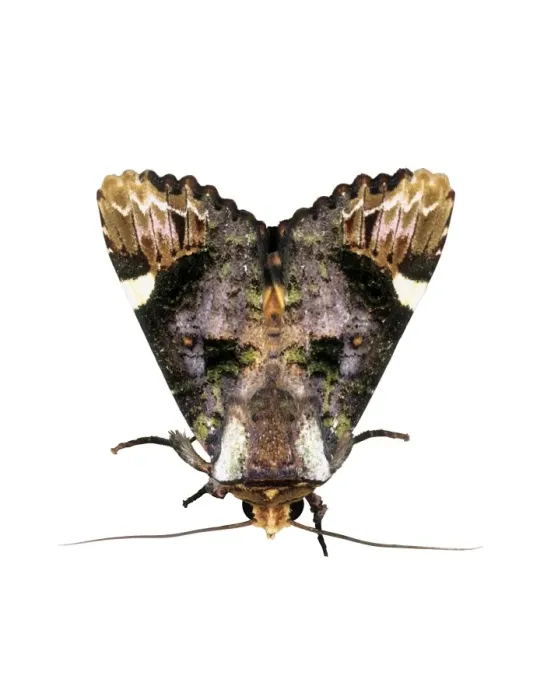 Framed Print : Owlet Moth Print Framed Print : Owlet Moth Print