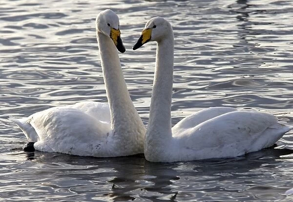 Pair of mute swans