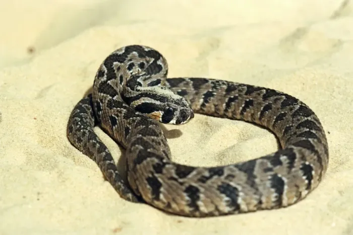 Framed Print : Palestinian viper print on sand