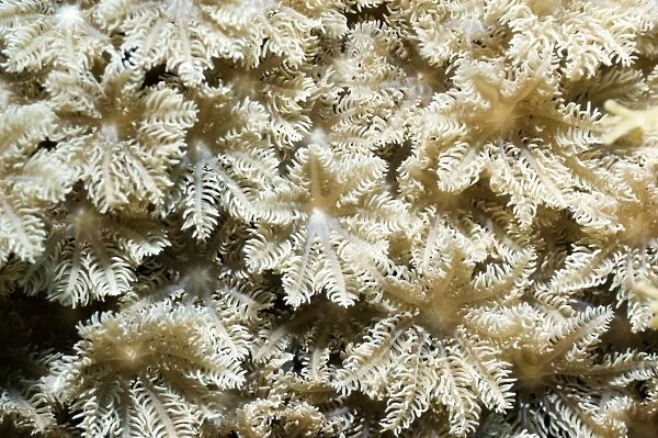 Palm coral polyps